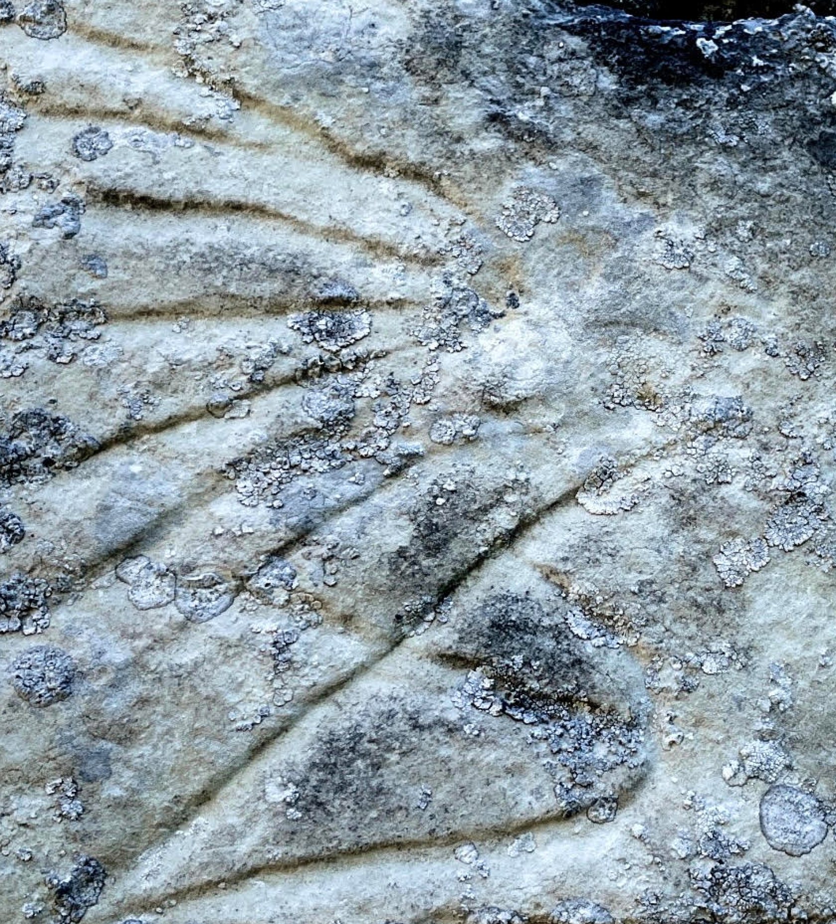 Détail de la gravure recouverte de lichens